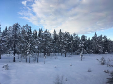 Eingeschneite Bäume an der Nordlandsbanen von Trondheim nach Bodø